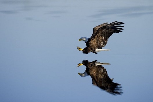 Un'aquila vola in picchiata su uno specchio d'acqua: altezza vertiginosa che si fa concretezza