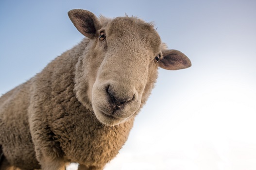 Le pecore non sono animali che brillano per intelligenza, hanno la tendenza a intrupparsi e a perdersi in un bicchier d’acqua. Hanno però una caratteristica importante e cioè sanno riconoscere la voce del guardiano che le conduce fuori dal recinto, verso i pascoli che danno nutrimento. Sanno riconoscere l’essenziale e vivono di questo.