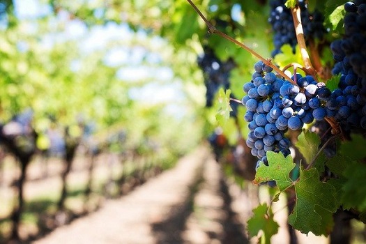 Come il tralcio con la vite, così siamo chiamati a rimanere in Gesù per portare frutti di vita e di pace.